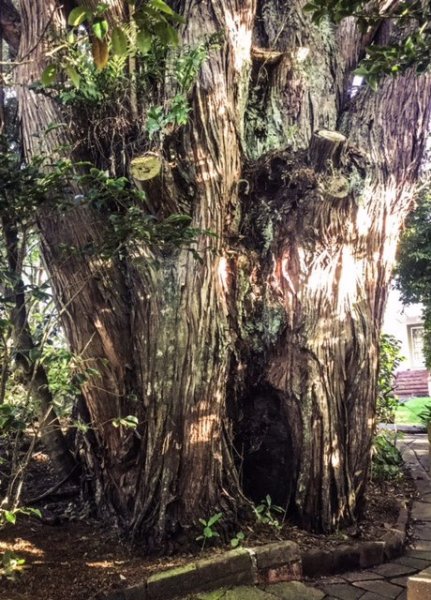 The New Zealand Tree Register